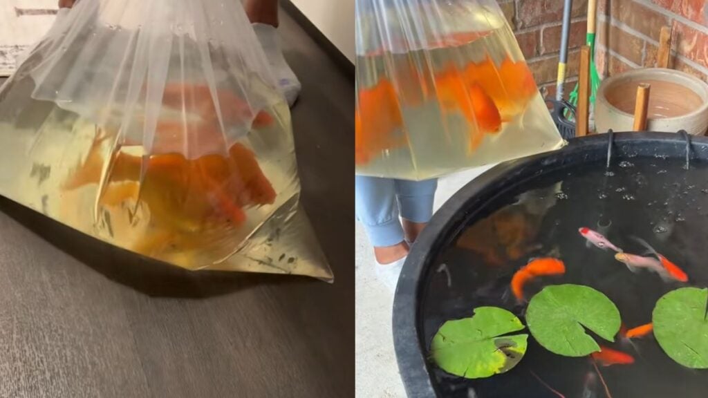 Texas Woman Takes in Monster-Sized Goldfish After Previous Owner Planned to Flush Them: ‘What Kind of Toilet She Got?’ Texas Woman Takes in Monster-Sized Goldfish After Previous Owner Planned to Flush Them