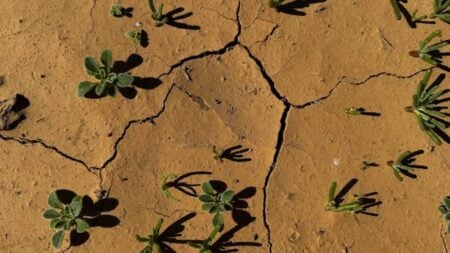 Massachusetts Residents Concerned After Critical Drought Declared in Northeast Region: ‘Biggest Offenders are Golf Courses’ Massachusetts critical drought