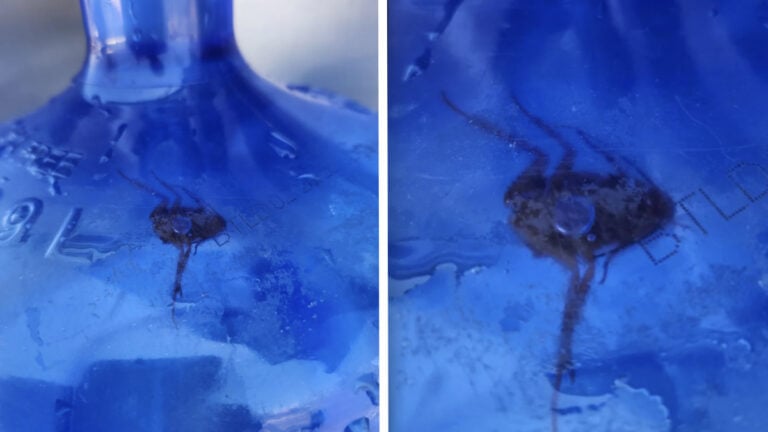 ‘Utterly Betrayed and Disgusted’: Nevada Resident Discovers His Drinking Water Is Infested with Roaches Water Bottle with Roach