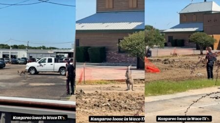 Texas Loves Local Kangaroo who Outruns Police In Restaurant Parking Lot: ‘He Must Have Heard About The Butter And Rolls’ People Are Cheering For Texas Kangaroo