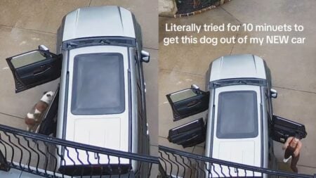 Texas Mom Tries Everything To Get Random Wet Dog Out of Her New Car, to No Avail: ‘I Consider This a Vibe Check, and You Did Not Pass It’ Texas Mom Tries Everything To Get Random Wet Dog Out of Her New Car, to No Avail