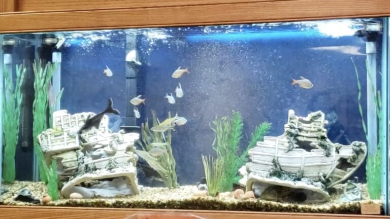Outraged Massachusetts Parent Claims Doctor ‘Supports Brain Rot’ for Kids After Removing Fish Tank and Recommending iPad as Entertainment 75 Gallon Fish Tank In a Hospital Waiting Room