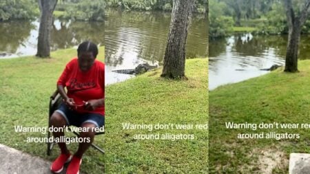 Florida Party Goers Freak Out When Alligator Crashes Gender Reveal
