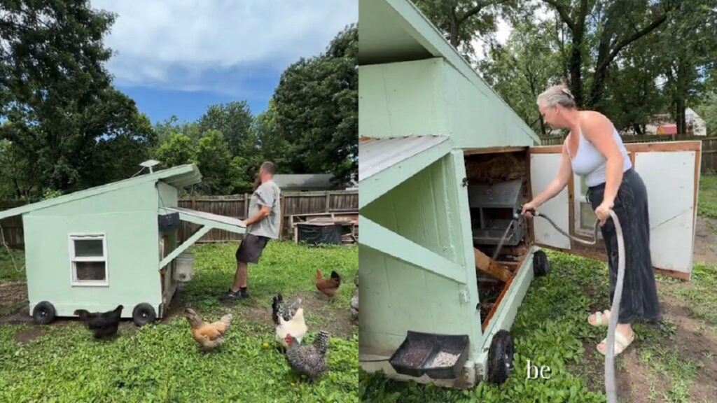 Missouri Family Racks Up Court Costs Fighting City to Keep Their Chickens: ‘We did everything by the book’ Missouri-Family-Racks-Up-Court-Costs-Fighting-City-to-Keep-Their-Chickens