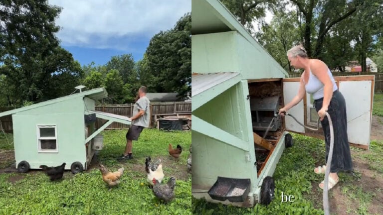 Missouri Family Racks Up Court Costs Fighting City to Keep Their Chickens: ‘We did everything by the book’ Missouri-Family-Racks-Up-Court-Costs-Fighting-City-to-Keep-Their-Chickens