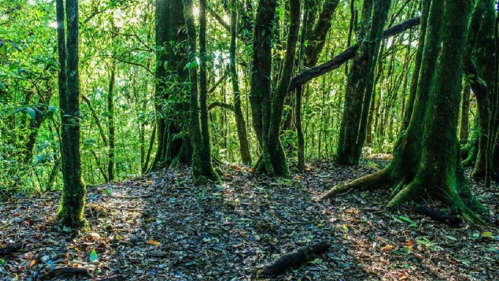 Massachusetts Residents Celebrate Purchase of 63 Acres of Woods Amid Housing Debate: ‘Build UP, Not OUT’ Massachusetts Prevent Housing