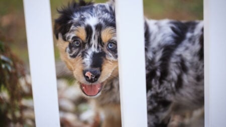 Austrian Shepherd puppy behind a fence