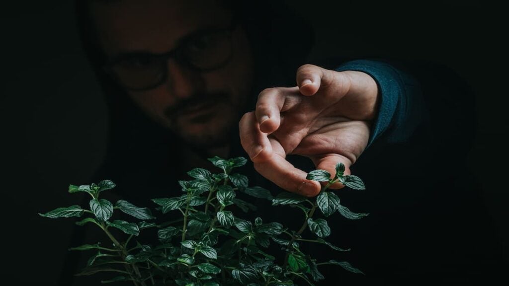 Oregon Man Captures Plant Thief Stealing Nearly Blooming Lily on Video: ‘Bro’s Been Thinking About That for a While’ a person reaching toward a potted plant in a dark setting.