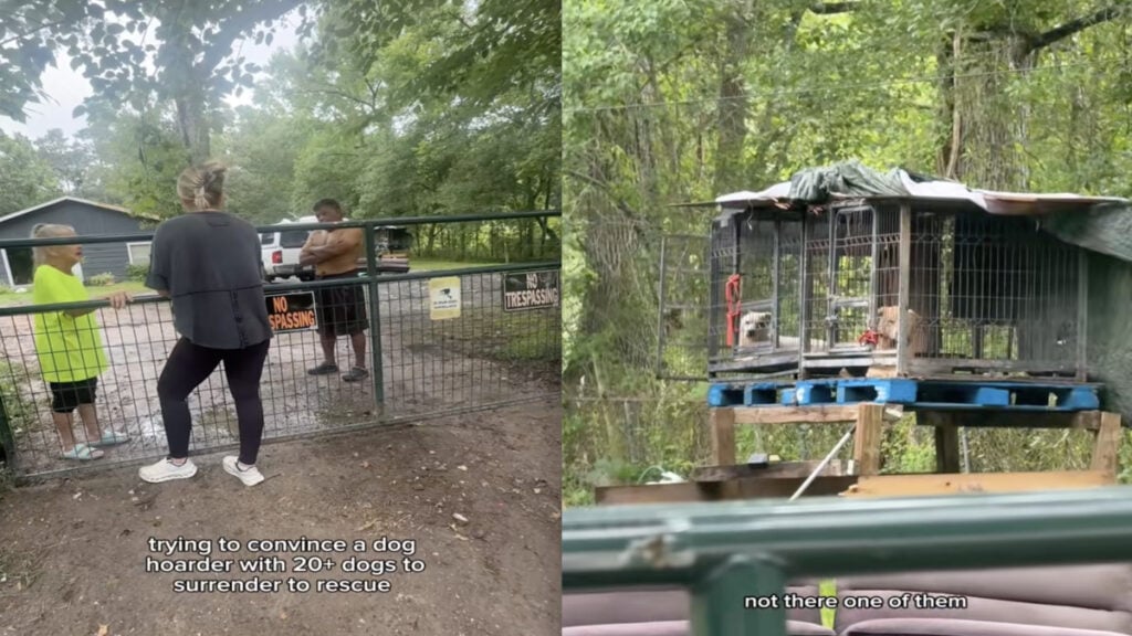 Texas Woman Takes Action After Discovering Over 20 Dogs Living in Backyard Bus: ‘It’s Time to Stop Being Nice’ Texas Woman Takes Action After Discovering Over 20 Dogs Living in Backyard Bus