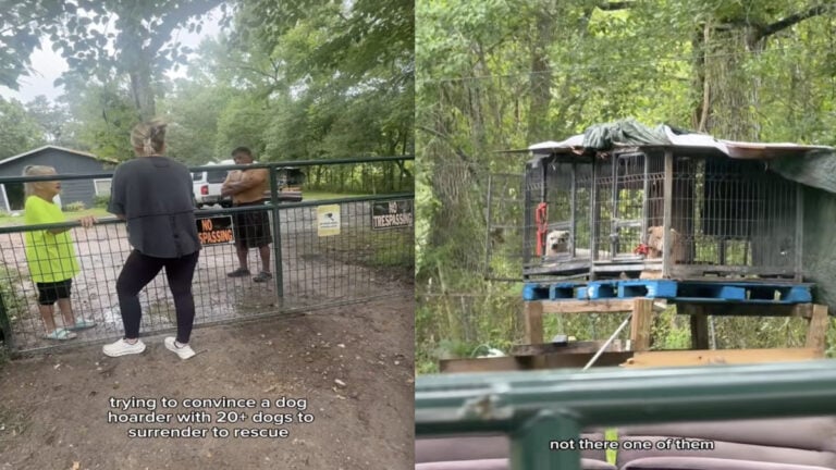 Texas Woman Takes Action After Discovering Over 20 Dogs Living in Backyard Bus: ‘It’s Time to Stop Being Nice’ Texas Woman Takes Action After Discovering Over 20 Dogs Living in Backyard Bus