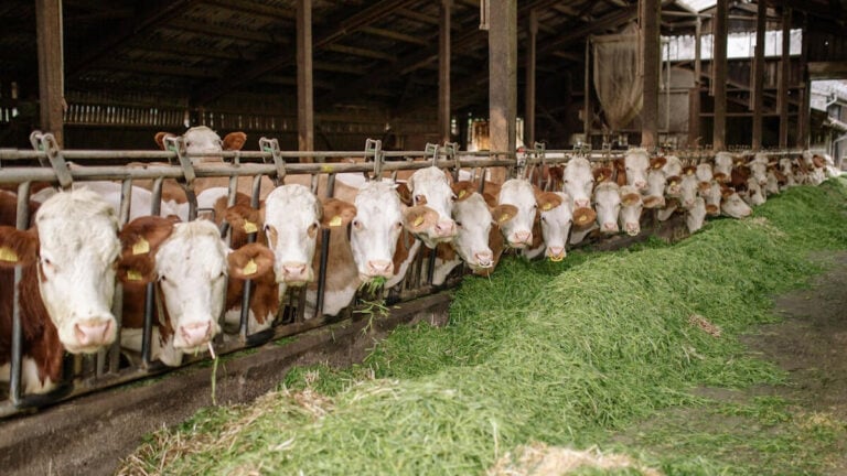 USDA confirms flesh-eating screwworm cases in Texas cattle ranches