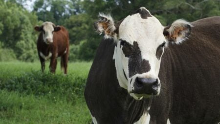 Liberal Texas Lashes Out as Deadly Screwworm Outbreak Blamed on Republican Funding Cuts: ‘Now We Pay the Price’ Texas screwworm