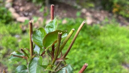 Washington Woman Confronts Neighbor After Accusing Them of Cutting Her Garden Roses: ‘You’re Going to Regret All of This’ Washington Garden Cut Roses