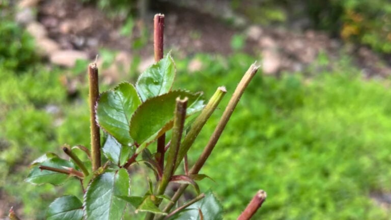 Washington Woman Confronts Neighbor After Accusing Them of Cutting Her Garden Roses: ‘You’re Going to Regret All of This’ Washington Garden Cut Roses