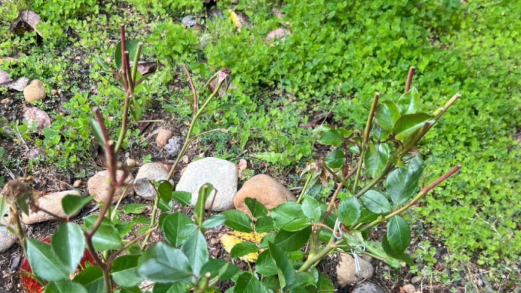 Washington Garden Roses Missing Flower Heads