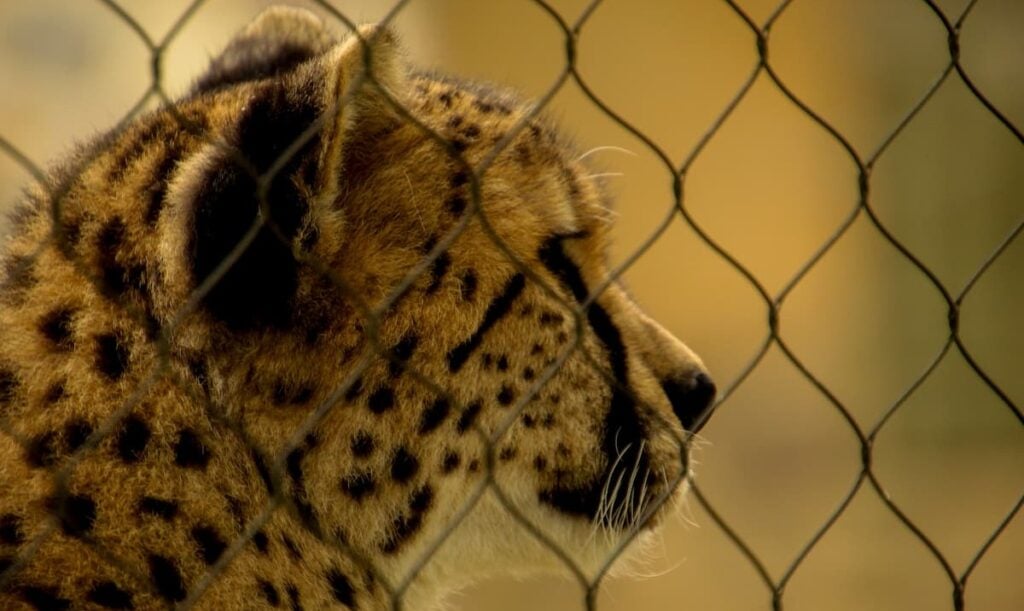 ‘Cartoonishly Evil’: Tennessee Fury Erupts Over Massive Zoo Data Center Expansion Tennessee Zoo data center