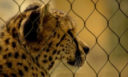 ‘Cartoonishly Evil’: Tennessee Fury Erupts Over Massive Zoo Data Center Expansion Tennessee Zoo data center