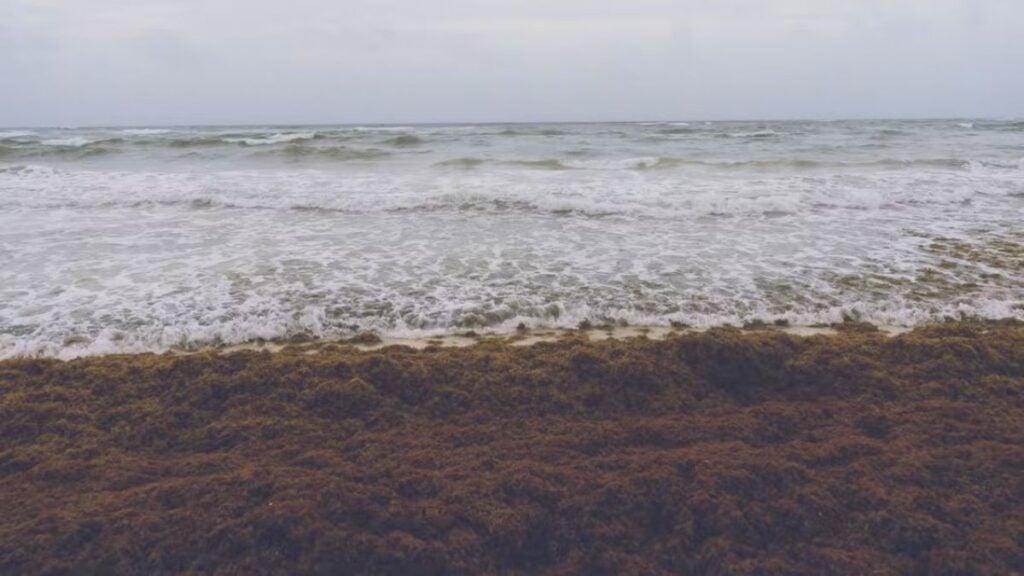 ‘Impossible To Even Swim’: Florida Beachgoer Complains as Seaweed Covers Miami Beach and Creates Foul Smell Tranquil scene of ocean waves gently hitting a seaweed-covered shore under a cloudy sky.