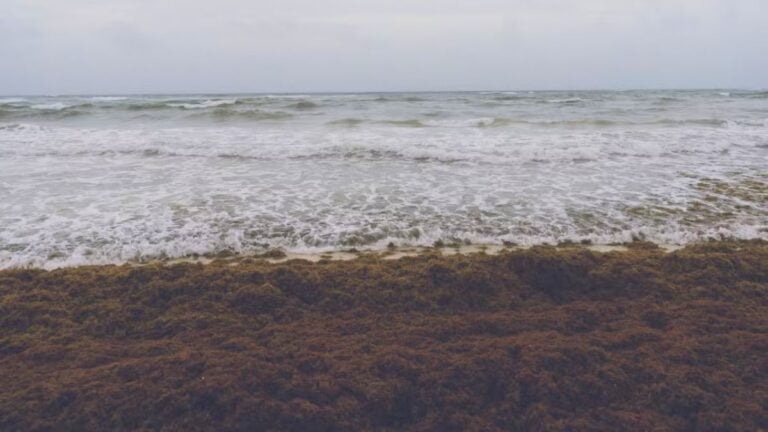 Tranquil scene of ocean waves gently hitting a seaweed-covered shore under a cloudy sky.