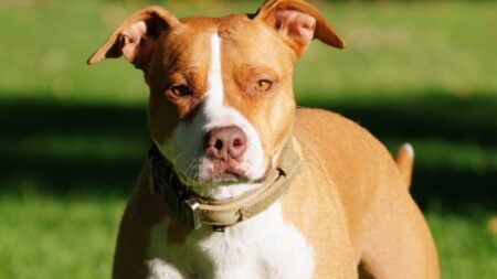 ‘That Thing Looks Crazed’: Disturbing LA Metro Video Shows Bloodied Passenger After Alleged Pit Bull Attack Pitbull dog