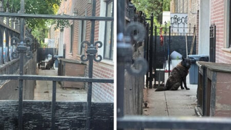 New York Heartbroken Over Pet Dog Left to Rot in Concrete Corridor as ‘Just a Prop for Whoever Lives There’ for Years New York Heartbroken Over Pet Dog Left to Rot in Concrete Corridor