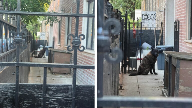 New York Heartbroken Over Pet Dog Left to Rot in Concrete Corridor as ‘Just a Prop for Whoever Lives There’ for Years New York Heartbroken Over Pet Dog Left to Rot in Concrete Corridor
