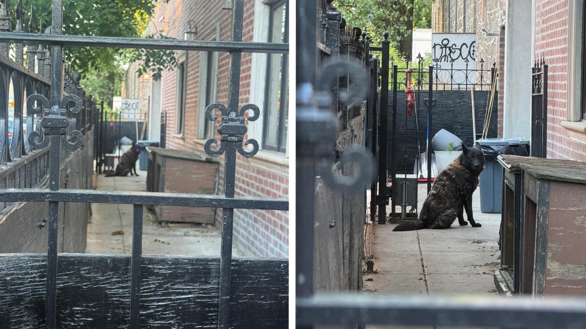 New York Heartbroken Over Pet Dog Left to Rot in Concrete Corridor as ‘Just a Prop for Whoever Lives There’ for Years