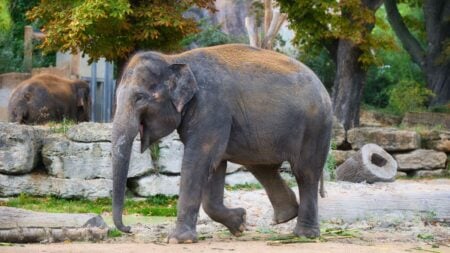 Asian elephant walking gracefully in a naturalistic zoo setting, Leipzig.