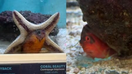 Texas Woman Horrified After Finding Starfish Eating $60 Fish at Petco: ‘I Have Never Seen This in My Life’ Texas Woman Catches Starfish Eating $60 Fish at Local Petco