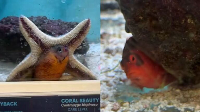Texas Woman Horrified After Finding Starfish Eating $60 Fish at Petco: ‘I Have Never Seen This in My Life’ Texas Woman Catches Starfish Eating $60 Fish at Local Petco