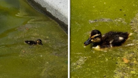 Internet Heartbroken Over Duckling Swimming in ‘Algae Soup’ at Lincoln Memorial’s Pool in Washington DC: ‘Blamed Obama for This’ Internet Heartbroken Over Poor Duckling Swimming in 'Algae Soup' at Lincoln Memorial's Pool