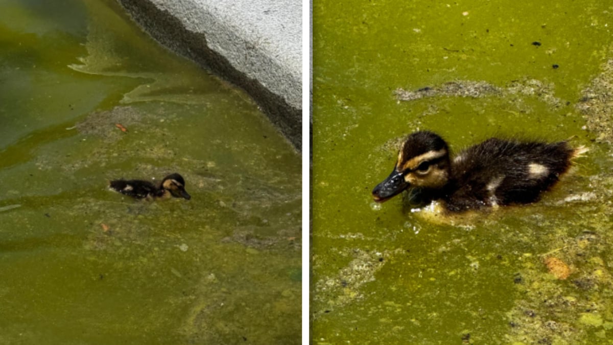 Internet Heartbroken Over Duckling Swimming in ‘Algae Soup’ at Lincoln Memorial’s Pool in Washington DC: ‘Blamed Obama for This’