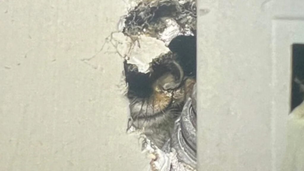 ‘The Poor Thing Is Still Alive!’: Indiana Apartment Tenant Discovers Unknown Creature in His Walls Indiana Apartment Tenant Discovers Unknown Creature in His Walls