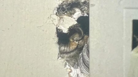 ‘The Poor Thing Is Still Alive!’: Indiana Apartment Tenant Discovers Unknown Creature in His Walls Indiana Apartment Tenant Discovers Unknown Creature in His Walls