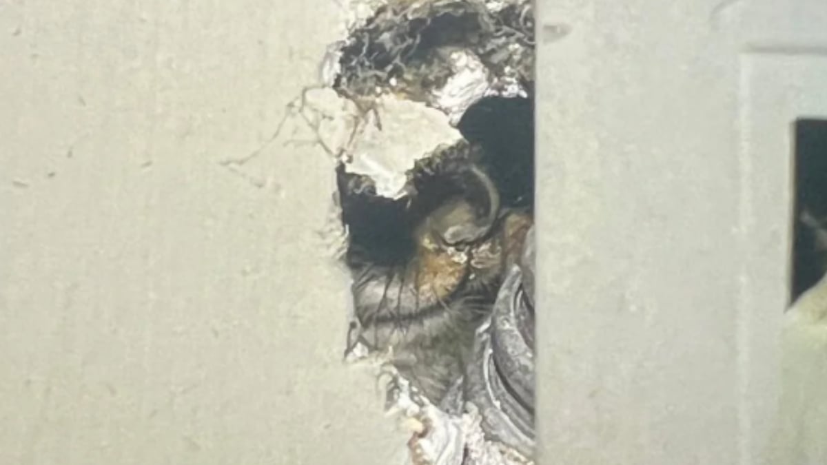 ‘The Poor Thing Is Still Alive!’: Indiana Apartment Tenant Discovers Unknown Creature in His Walls