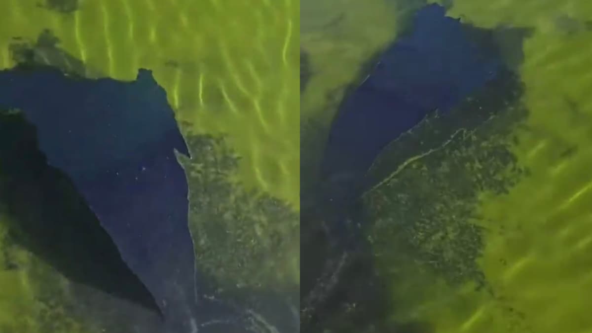 Trump Mocked After Viral Video Shows Paint Coming Off Washington DC’s Reflecting Pool: ‘He Pocketed the Money’