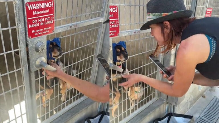 California-Woman-Claims-Animal-Shelter-Wont-Release-Lost-Puppy-to-Owner