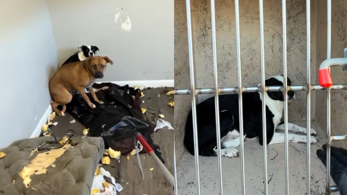 Oklahoma Animal Welfare Worker Finds Two Dogs Abandoned for a Week After ICE Deported Their Owner: ‘They Look Absolutely Terrified’