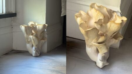 NYC Woman Struggled To Breathe for Days, Then Found Giant Mushroom Under Her Bed