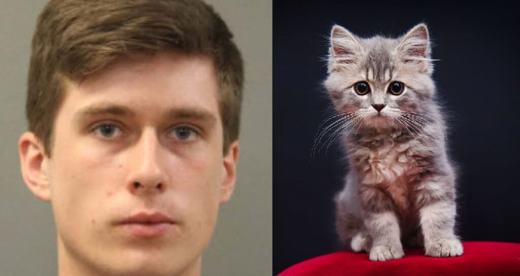 Chicago cat killer