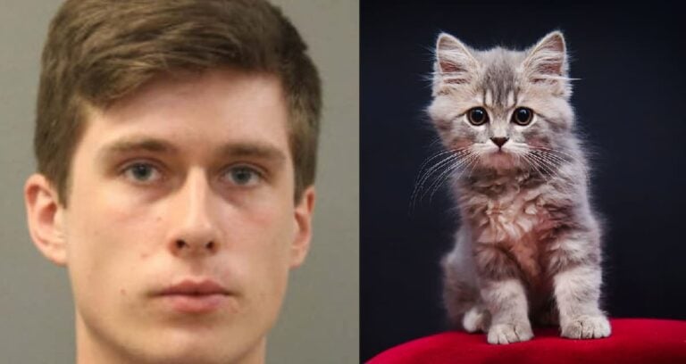 ‘Scumbag Judge’: Outrage Boils After Chicago Kitten Killer Avoids Prison in Shocking Plea Deal Chicago cat killer