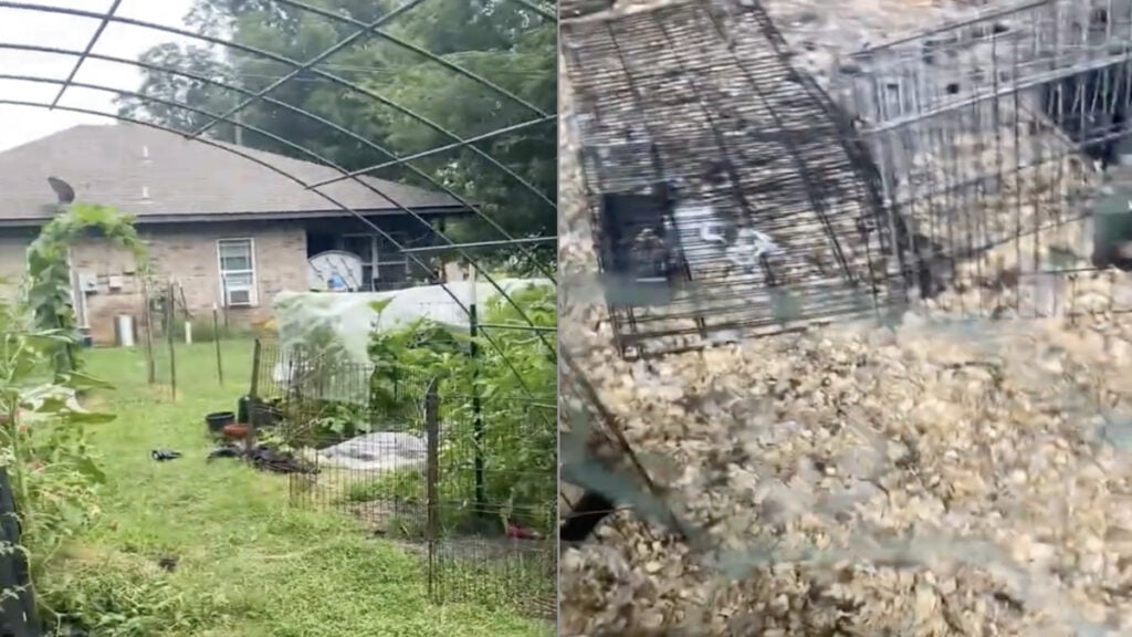 Oklahoma Woman Brought to Tears After Neighbor’s Dogs Kill Her Chicken and Geese