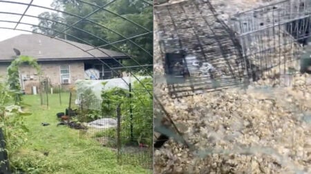 Oklahoma Woman Brought to Tears After Neighbor’s Dogs Kill Her Chicken and Geese