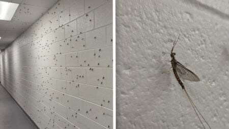 Walls Covered in Bugs