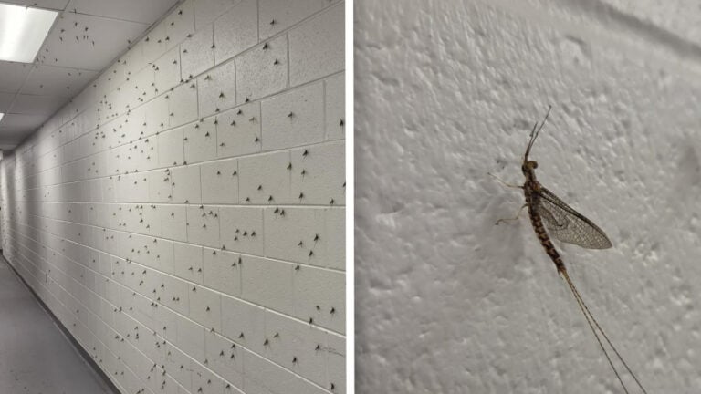 Walls Covered in Bugs