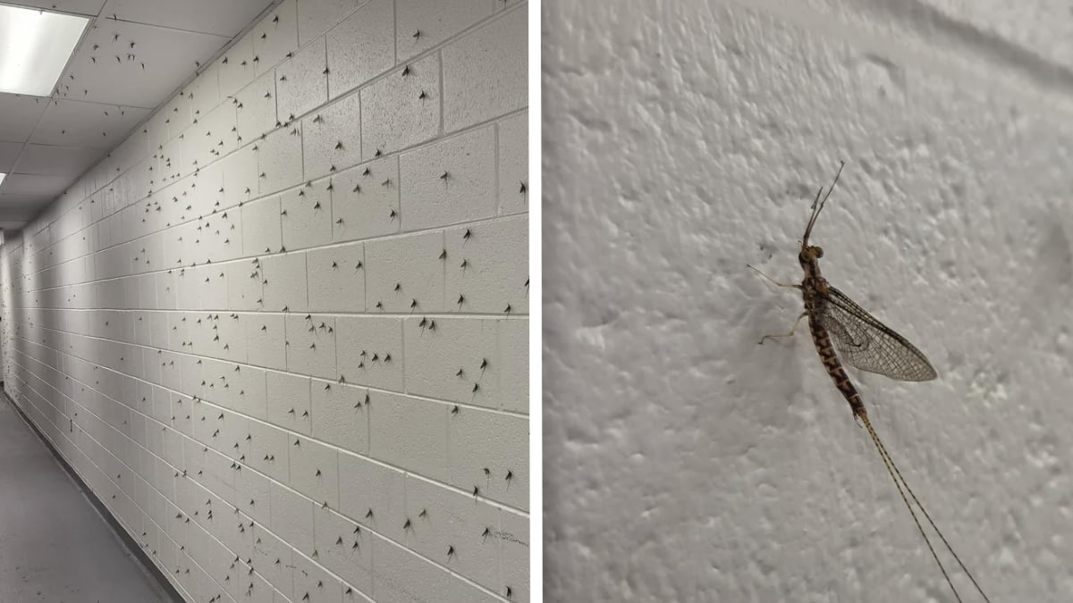 Michigan Worker Arrives at Work to Find Walls Covered in Bugs: ‘I Had to Use a Snow Shovel to Clear 8-Inch Piles of Them’