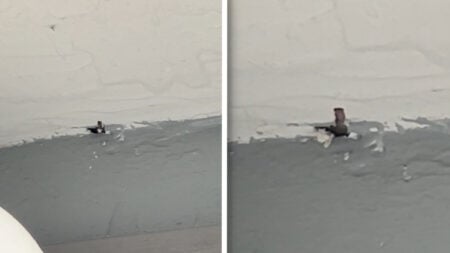 Missouri Woman Watches in Horror As Mice Eat Through Her Ceiling: ‘Do NOT Look Up With Your Mouth Open’ Missouri Resident Watches in Horror As Mice Eat Through Her Ceiling
