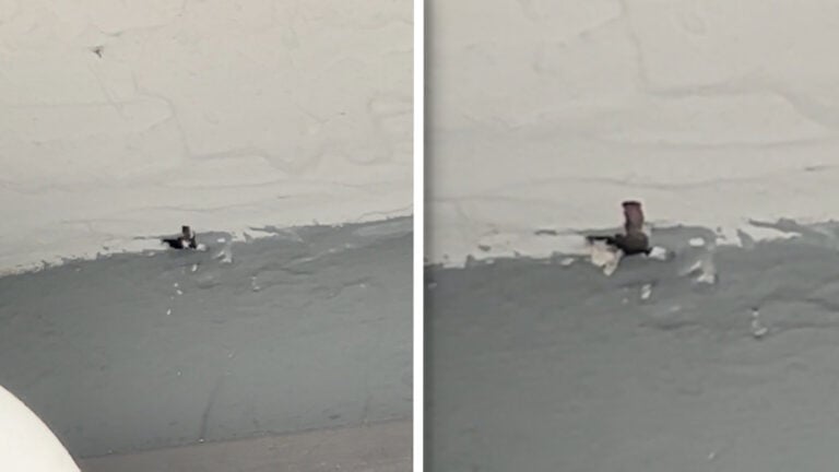 Missouri Resident Watches in Horror As Mice Eat Through Her Ceiling