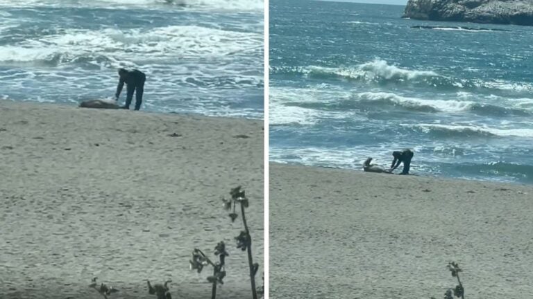 California Man Draws Backlash After Harassing Sea Lion at Beach: ‘Anyone Else Hoping He Was Gonna Get Bit?’