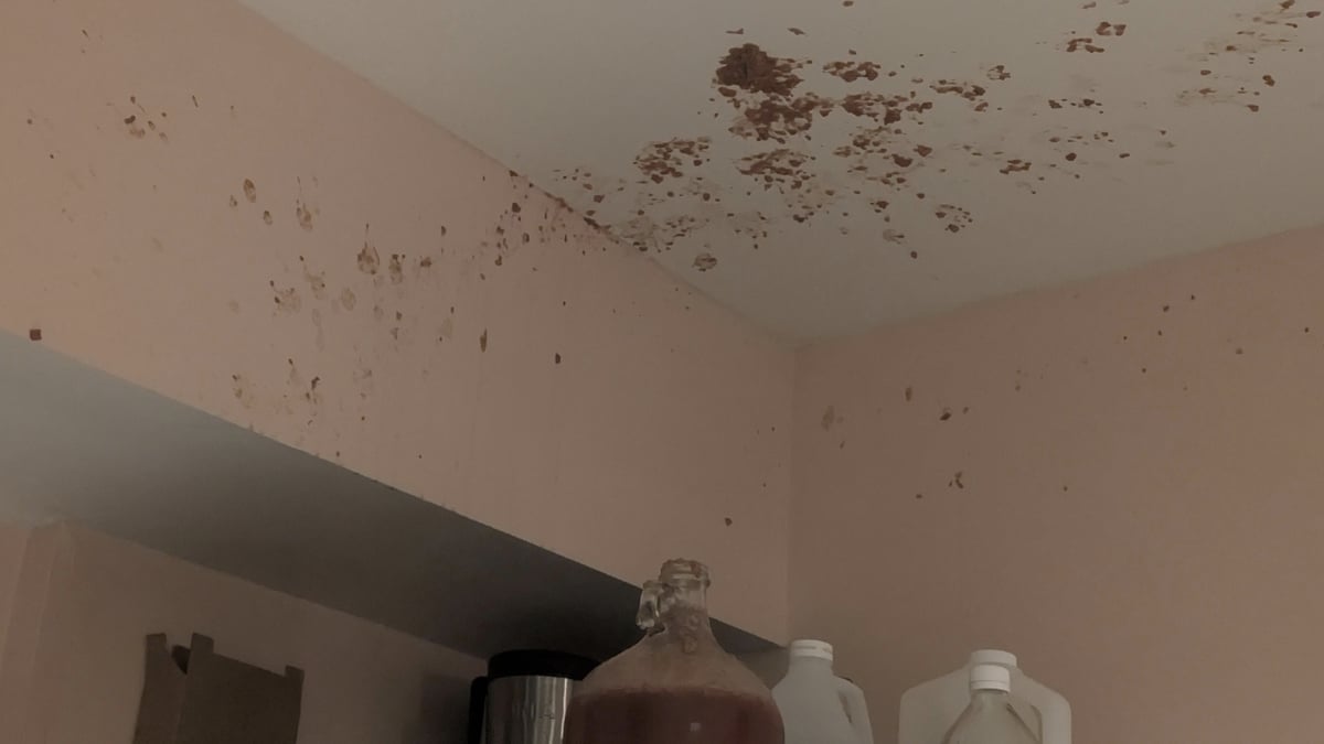 ‘This Is How We’re Gonna Get Ants’: Oregon Resident Comes Home to Find His Homemade Mead Exploded All Over the Kitchen